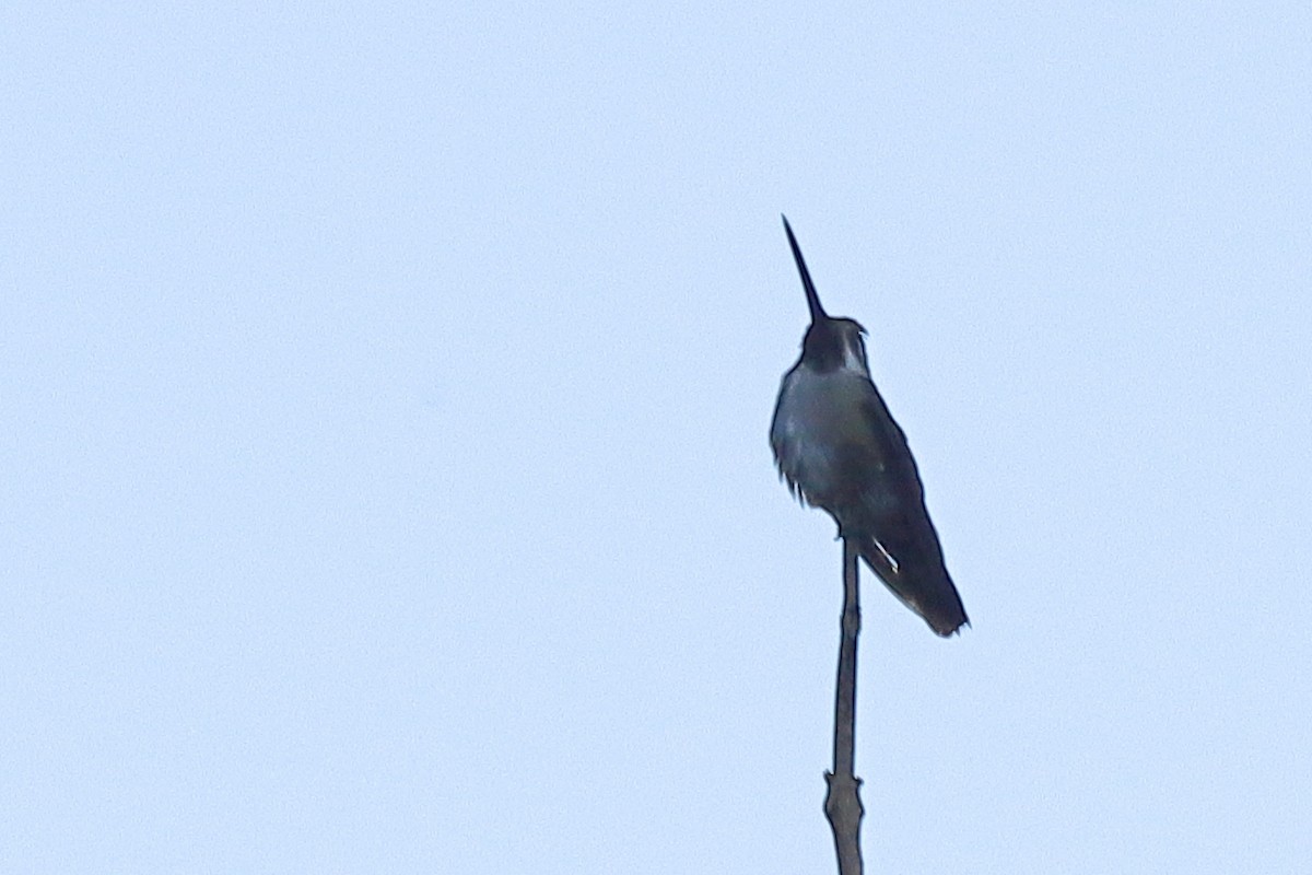 Long-billed Starthroat - ML494972991