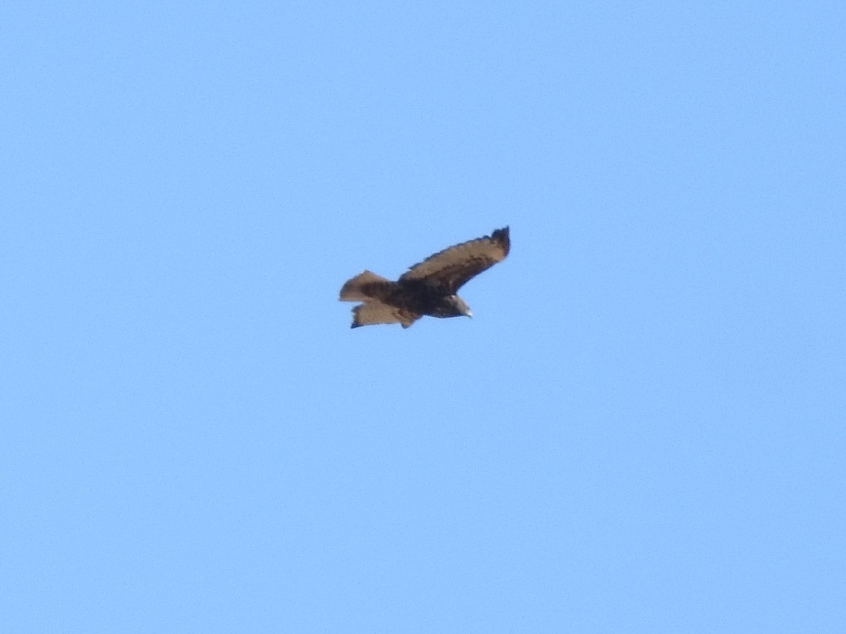 Red-tailed Hawk (Harlan's) - ML494973001