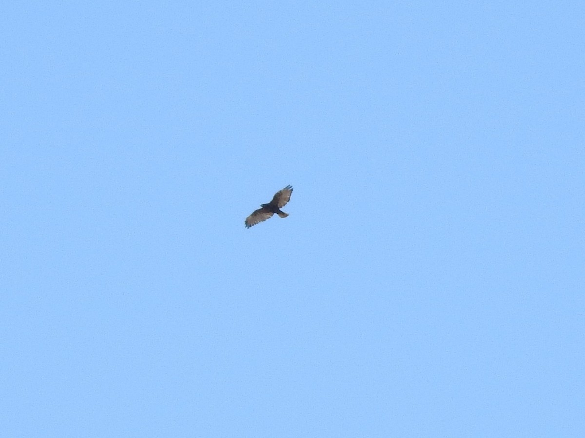 Red-tailed Hawk (Harlan's) - ML494973031