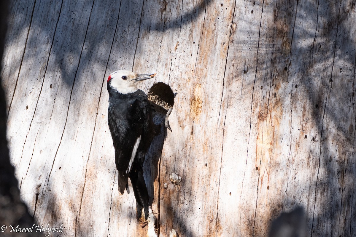White-headed Woodpecker - ML494973401