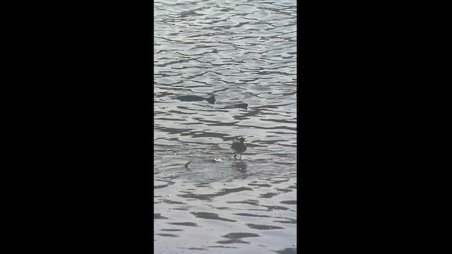 Solitary Sandpiper - ML494974691