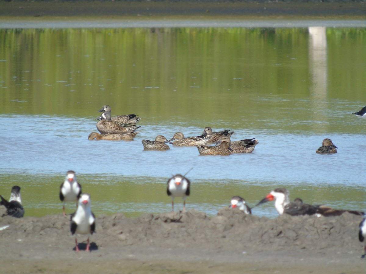 Blue-winged Teal - ML494975061