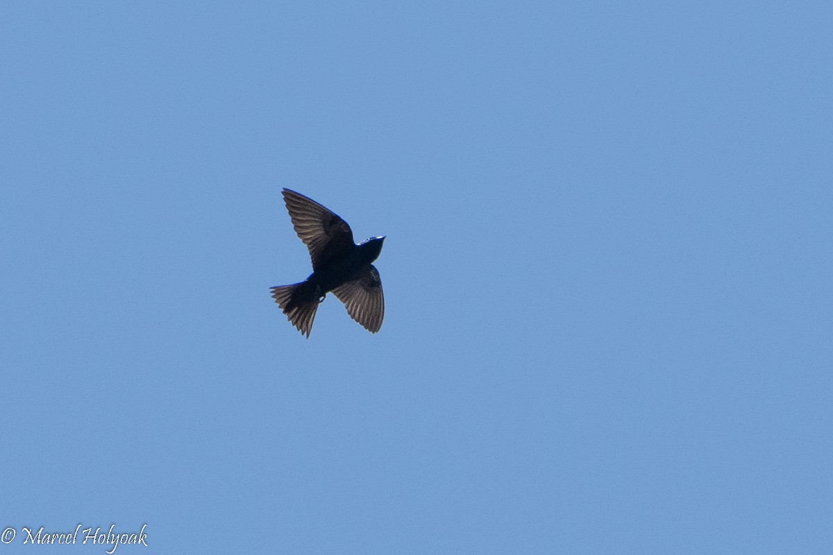 Purple Martin - ML494975761