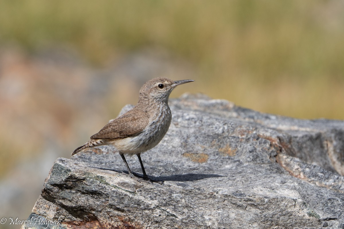 Rock Wren - ML494976631