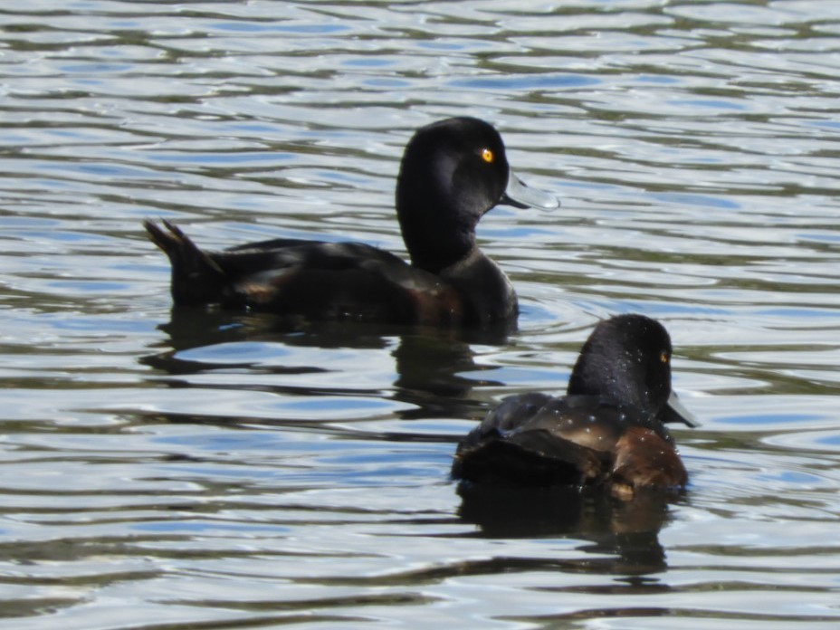 New Zealand Scaup - ML494977441