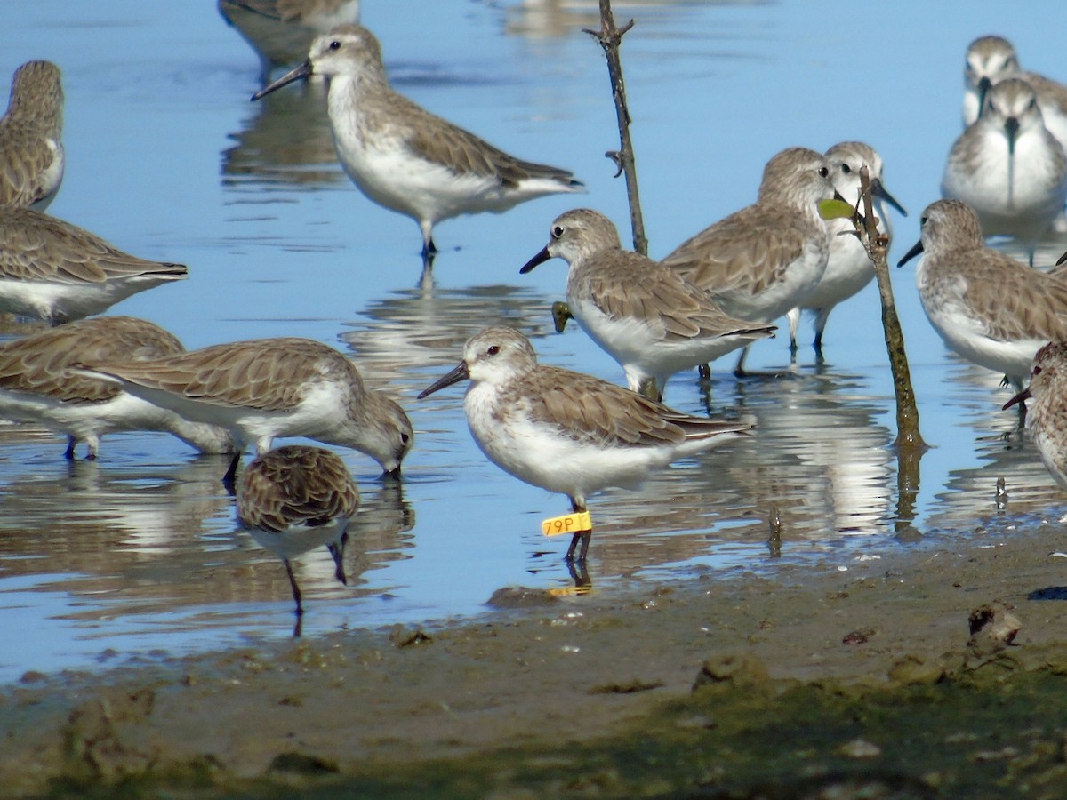 Western Sandpiper - ML494978251