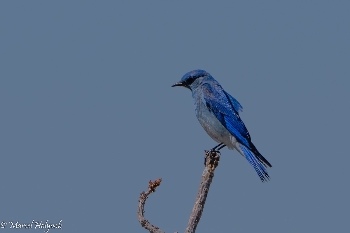 Mountain Bluebird - ML494978271