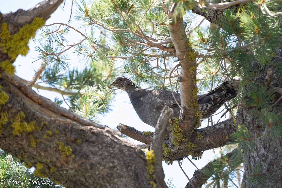 Sooty Grouse - ML494978441