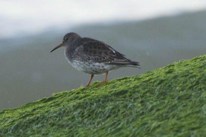 Purple Sandpiper - ML49497921