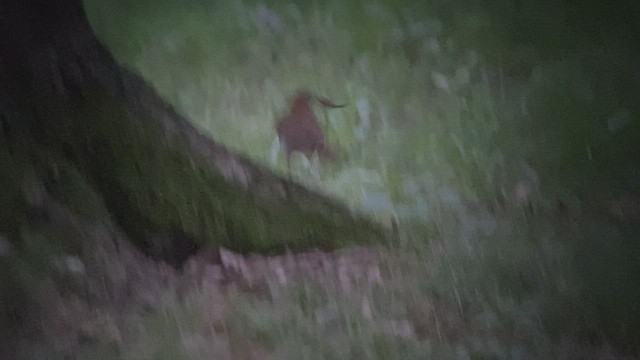 Wood Thrush - ML494979291