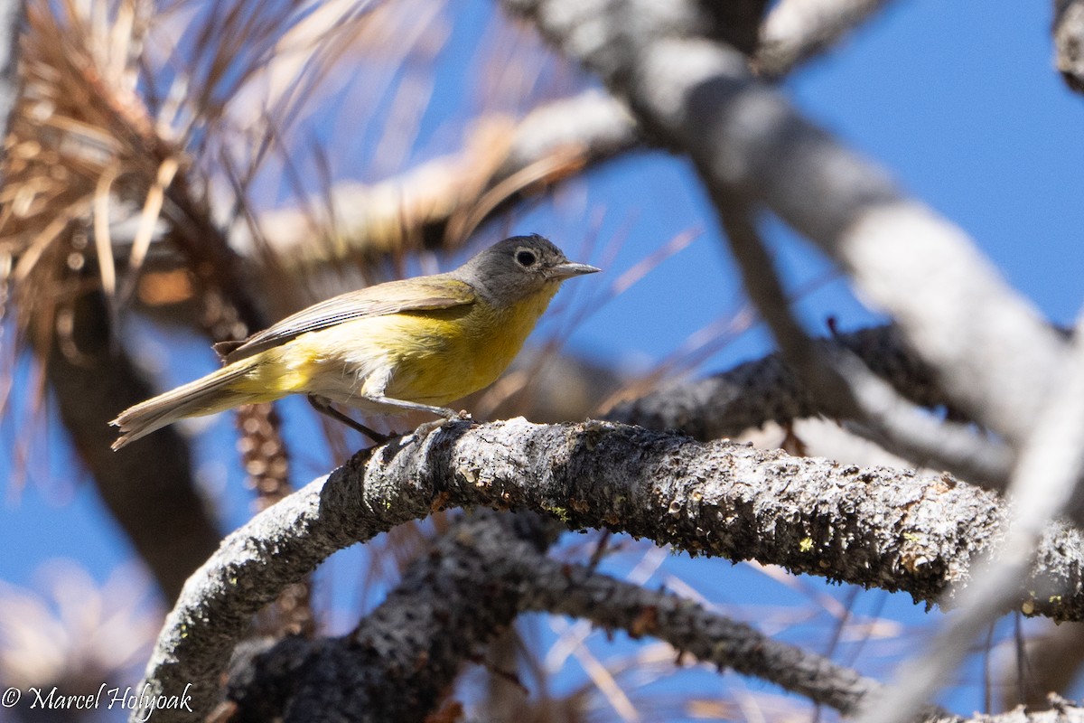 Nashville Warbler - ML494979481