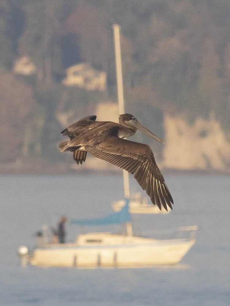 Brown Pelican - ML494979781