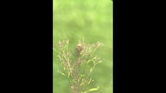 Dickcissel d'Amérique - ML494980291