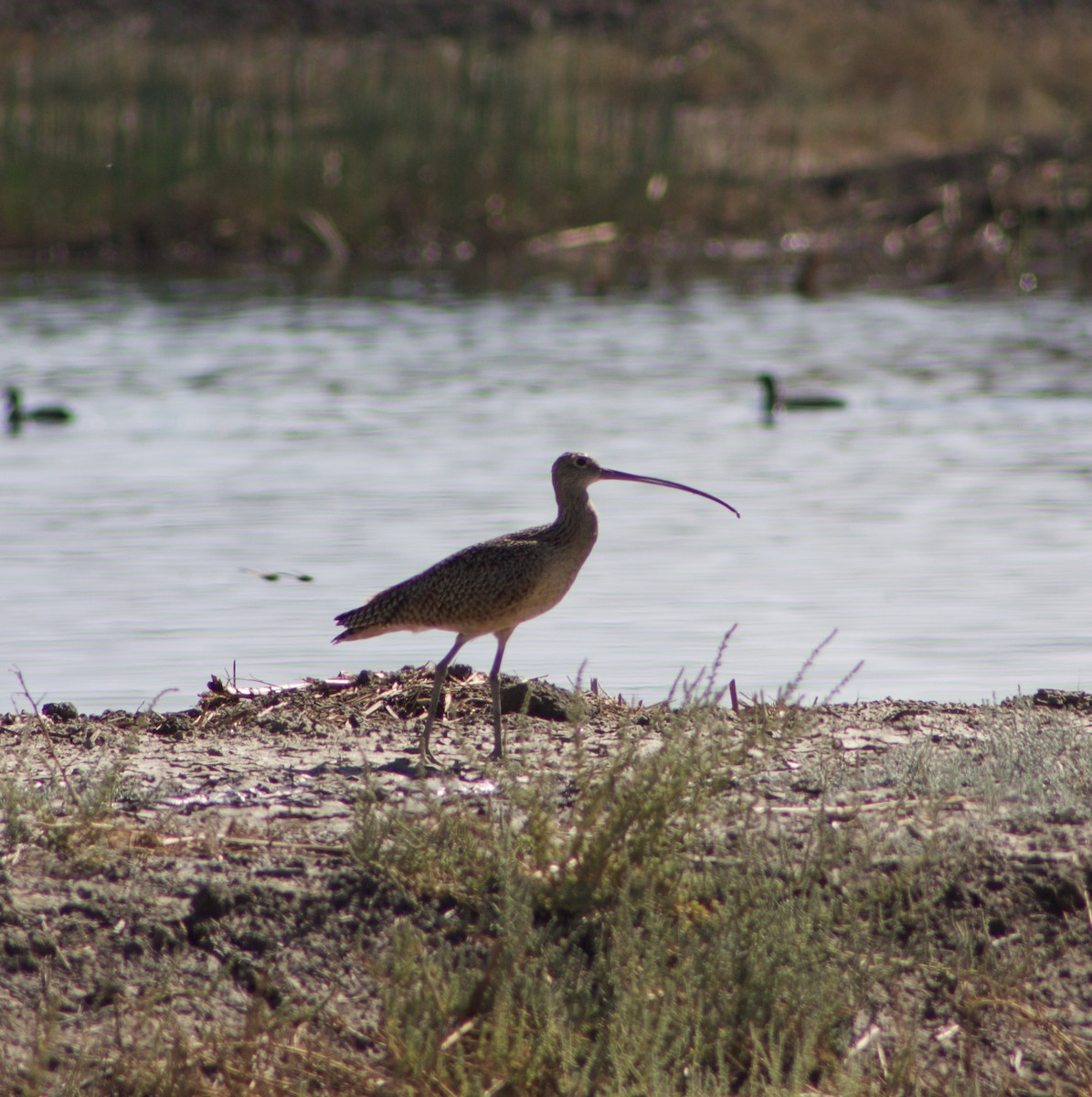 Long-billed Curlew - ML494980401