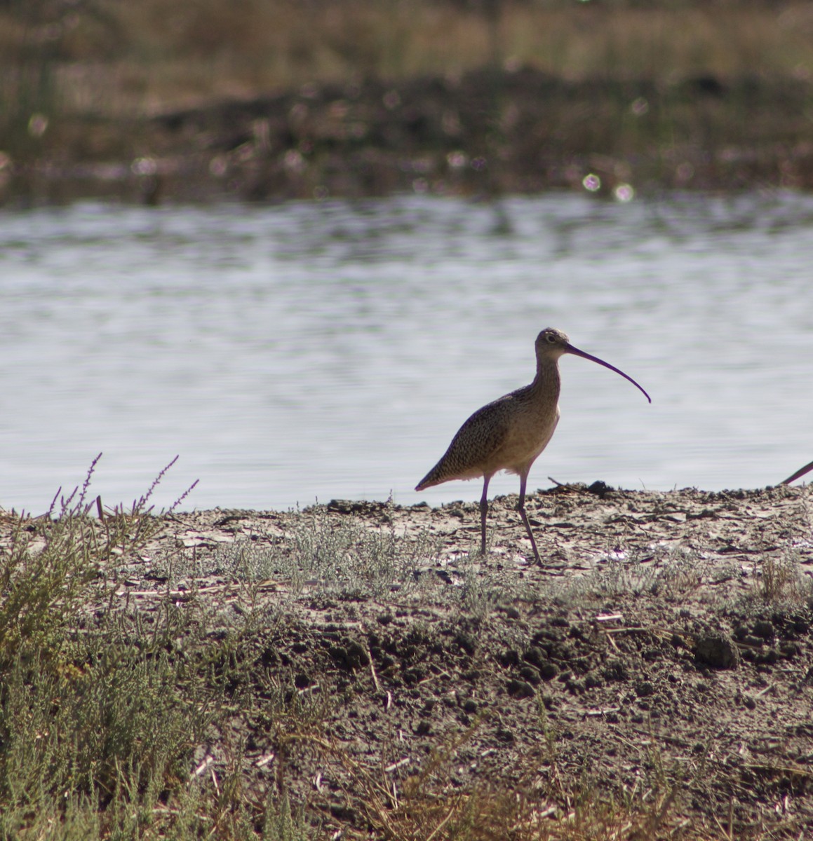 Long-billed Curlew - ML494980411