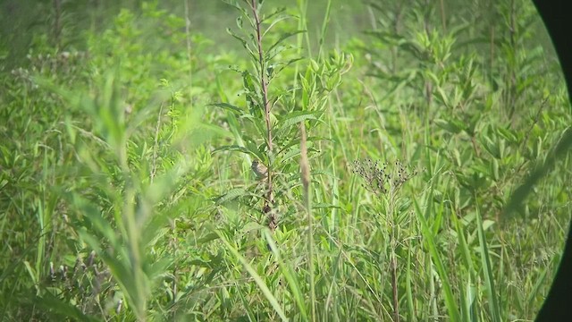 Henslow's Sparrow - ML494980431