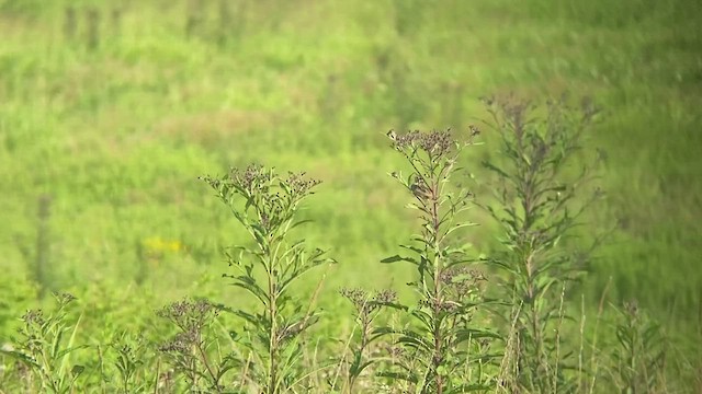 Henslow's Sparrow - ML494980441