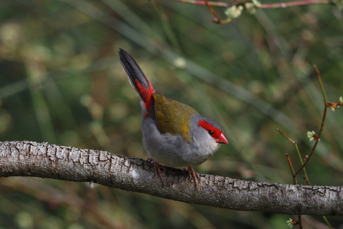 Red-browed Firetail - ML494980491