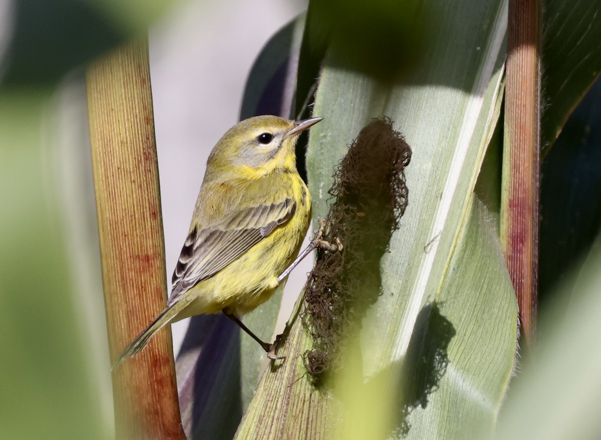 Prairie Warbler - ML494981221