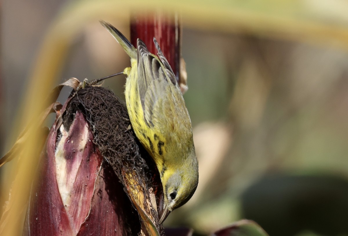 Prairie Warbler - ML494981231