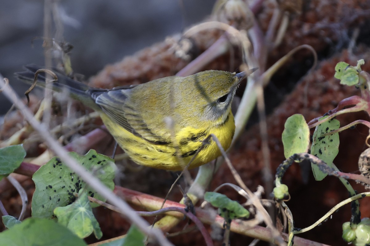Prairie Warbler - ML494981241