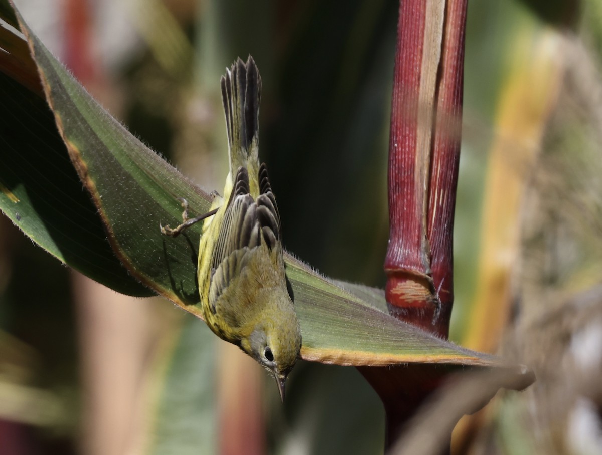 Prairie Warbler - ML494981251
