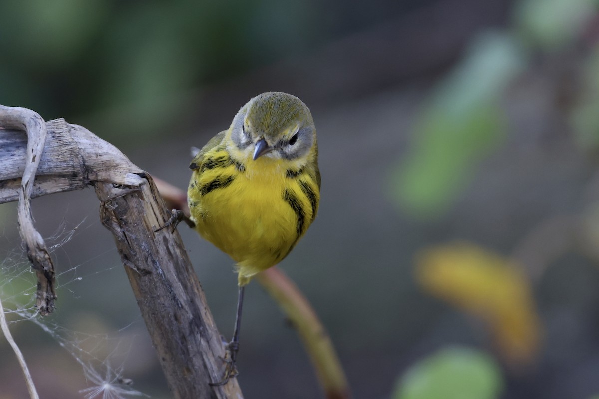 Prairie Warbler - ML494981261
