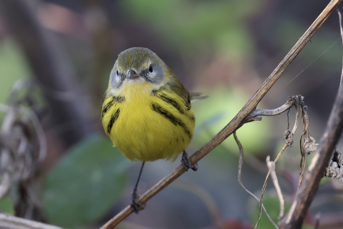 Prairie Warbler - ML494981271