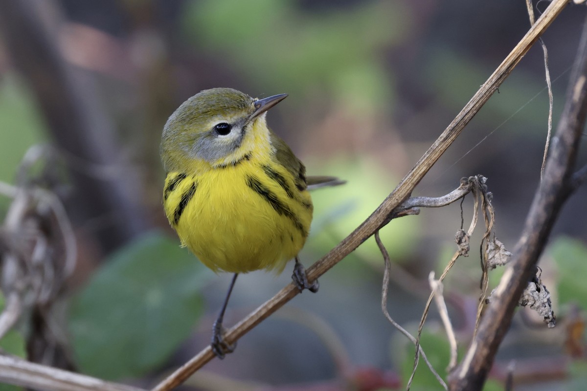 Prairie Warbler - ML494981281