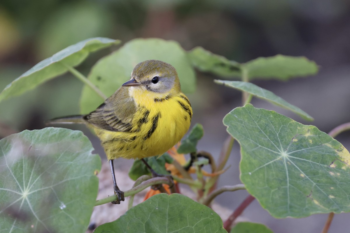 Prairie Warbler - ML494981291