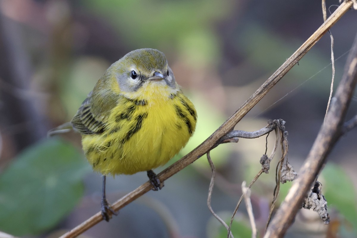 Prairie Warbler - ML494981301