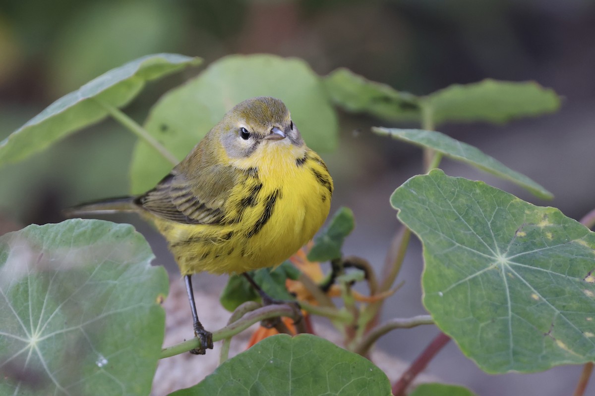 Prairie Warbler - ML494981311