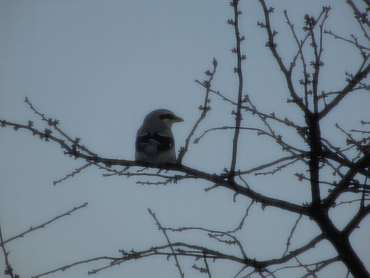 Northern Shrike - Avery Fish