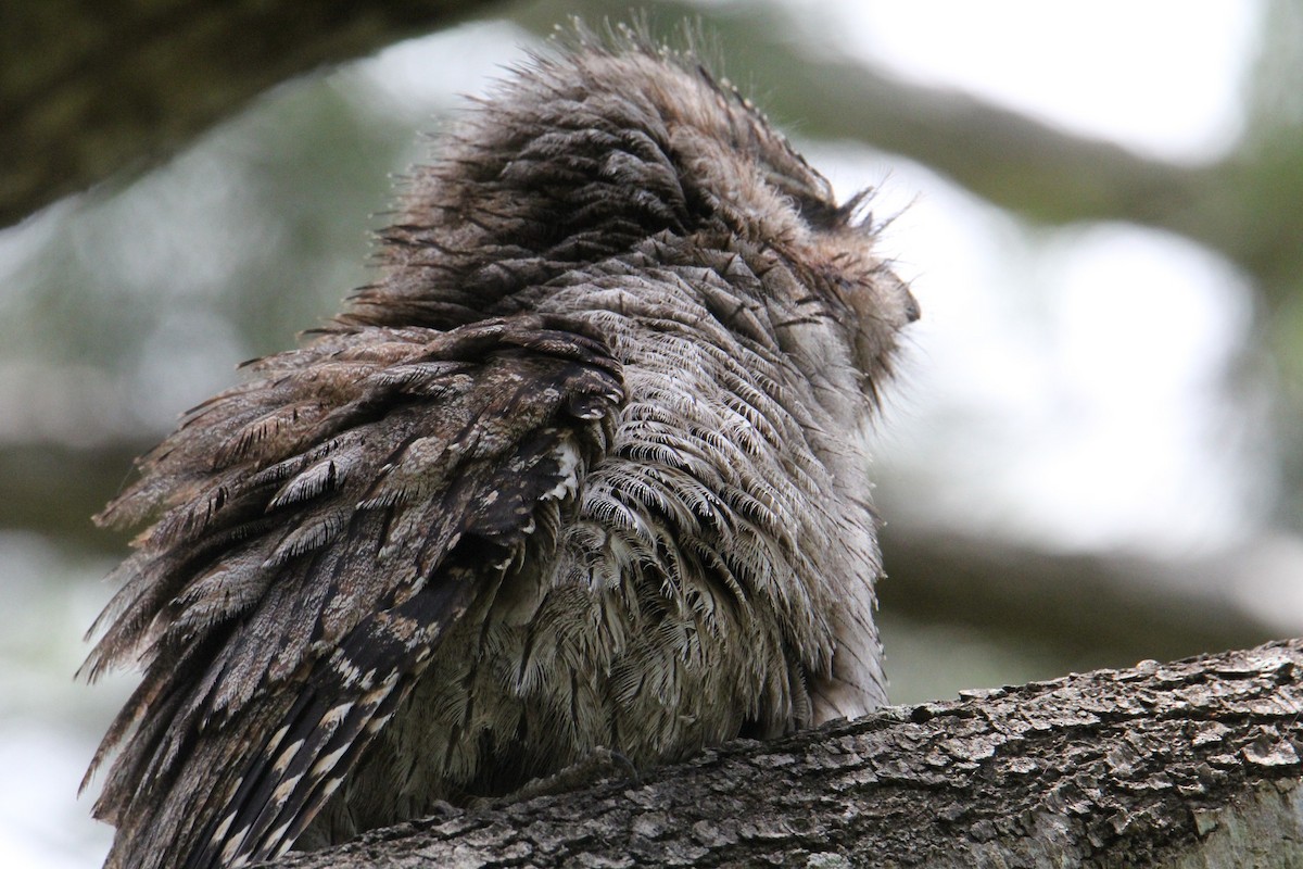 Tawny Frogmouth - Veronica Prins