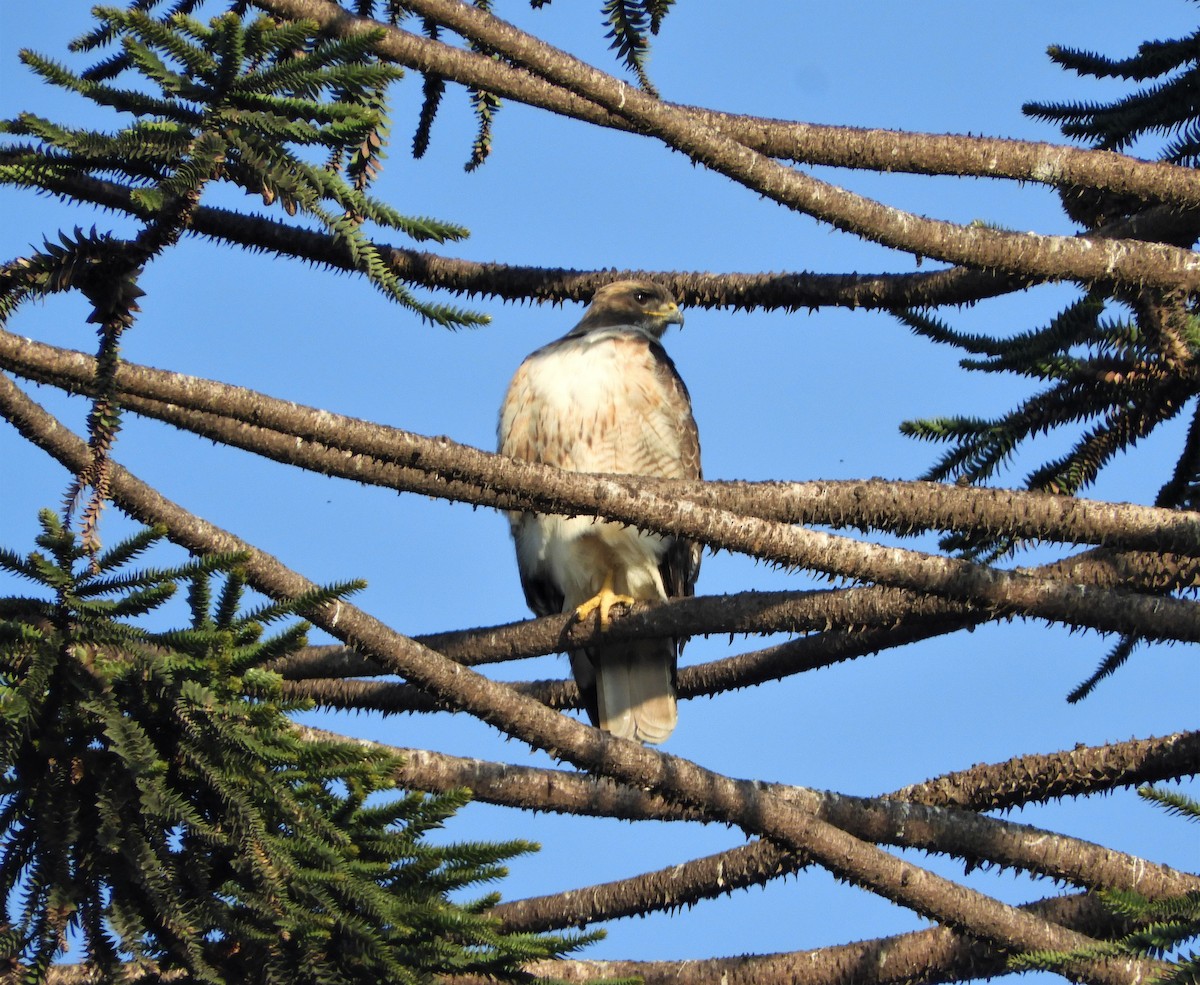 Rotschwanzbussard - ML494983691