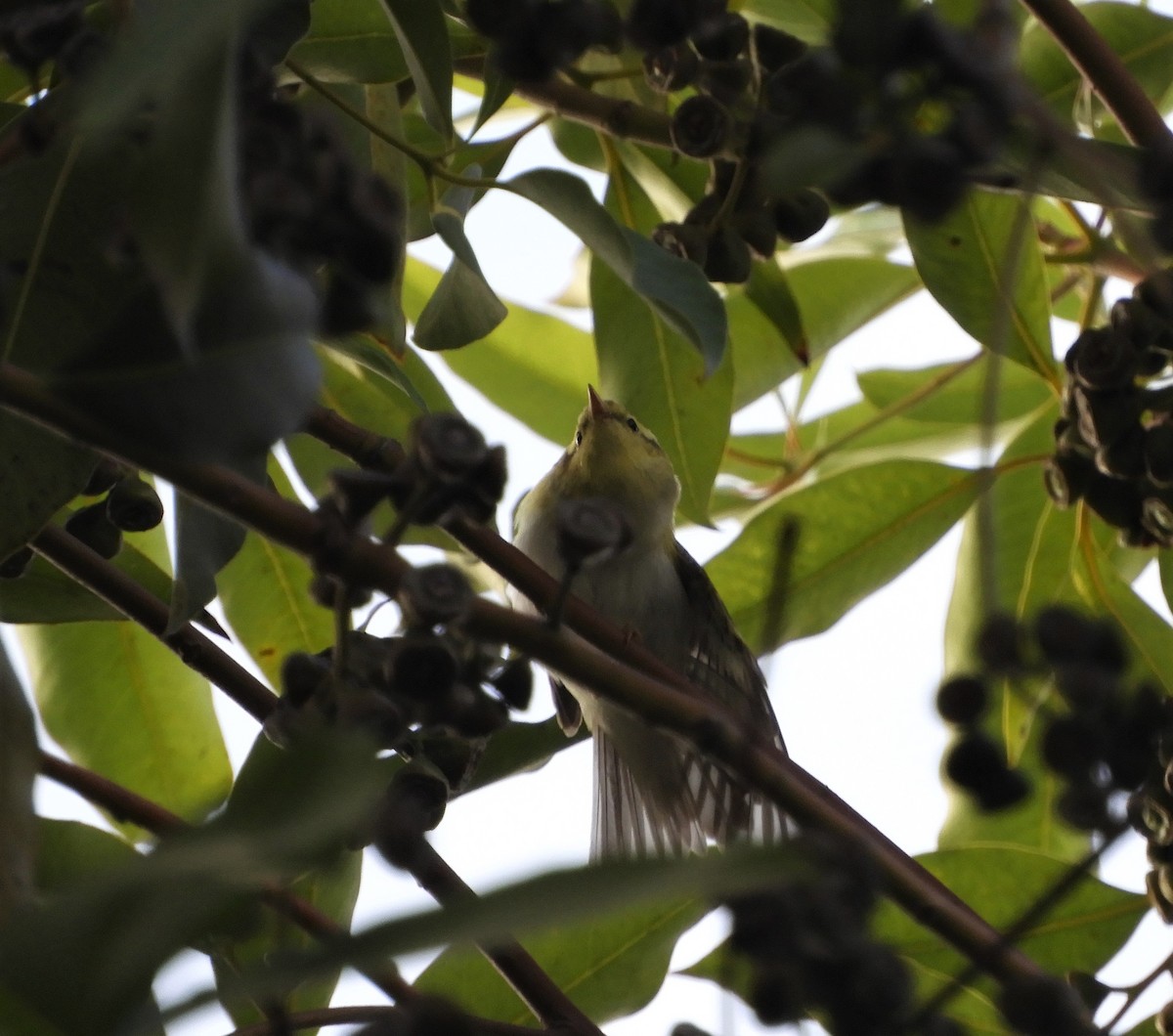 Wood Warbler - ML494983731