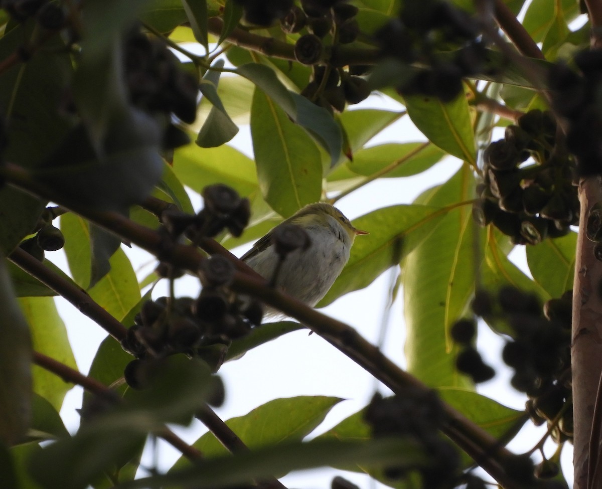 Wood Warbler - ML494983771