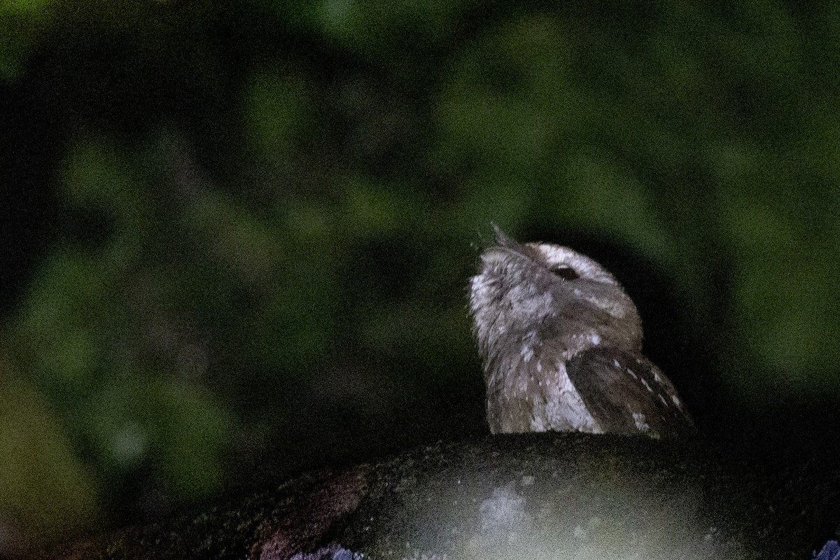 Marbled Frogmouth - ML494985111
