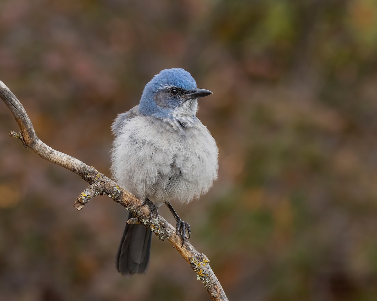 Woodhouse's Scrub-Jay - ML494985231