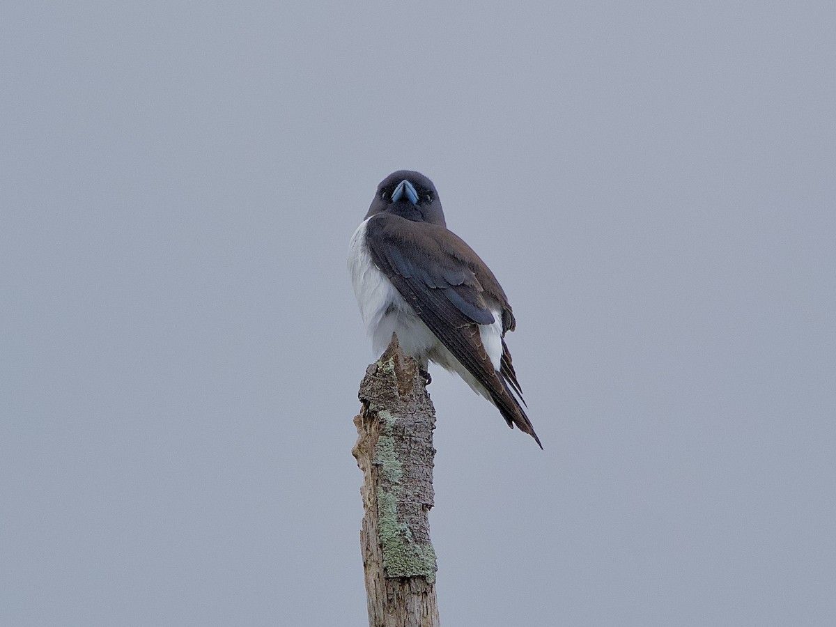White-breasted Woodswallow - ML494985821