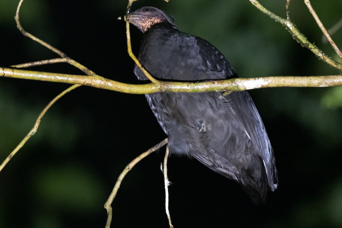 Molukken-Großfußhuhn [freycinet-Gruppe] - ML494985831