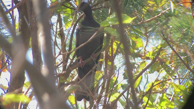 Black Wood-Pigeon - ML494985971