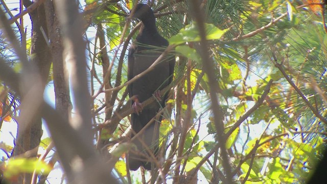 Pigeon violet - ML494985971