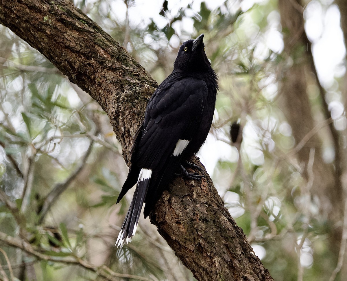 Pied Currawong - ML494986101