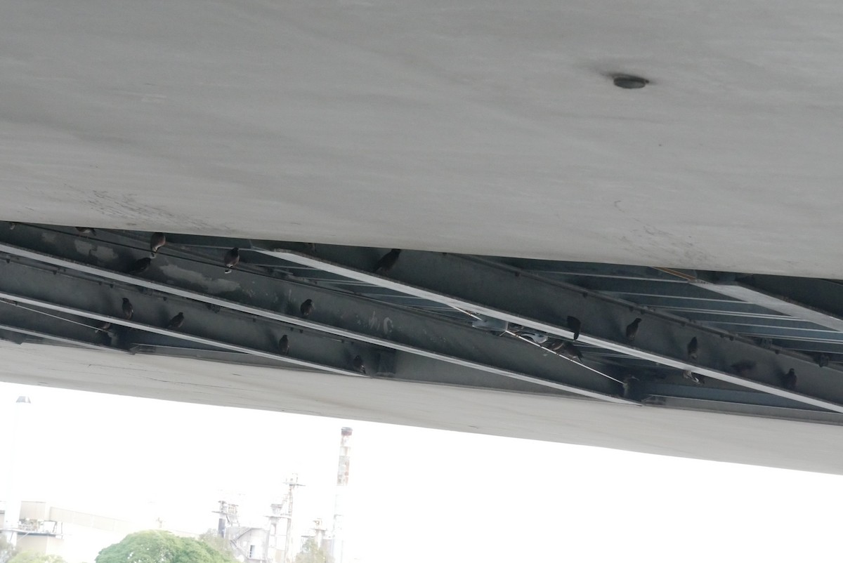 Common Myna - ML494986111