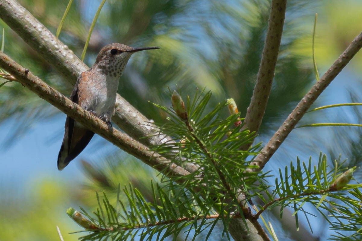 Colibrí Rufo - ML494986191