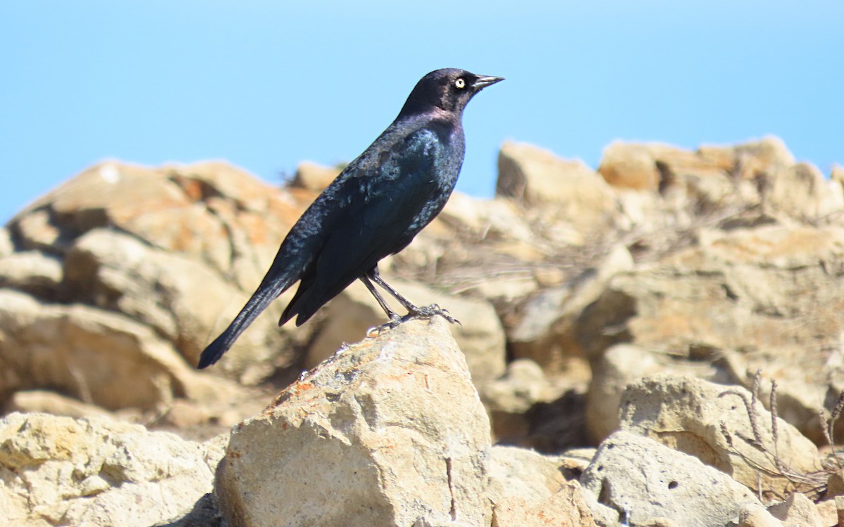 Brewer's Blackbird - ML494986641