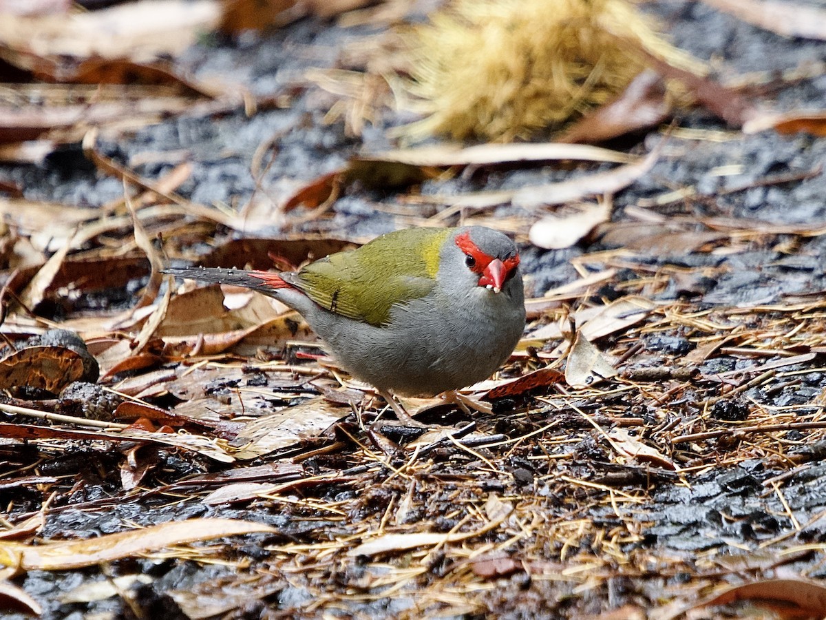 Red-browed Firetail - ML494986721