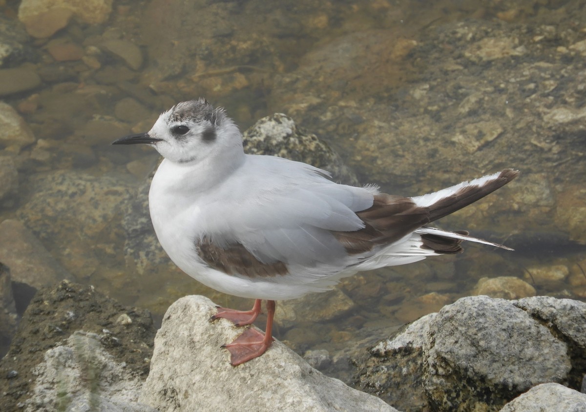 Mouette pygmée - ML494987781