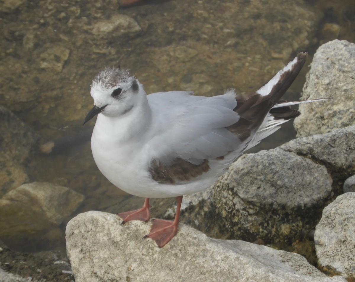 Mouette pygmée - ML494987791